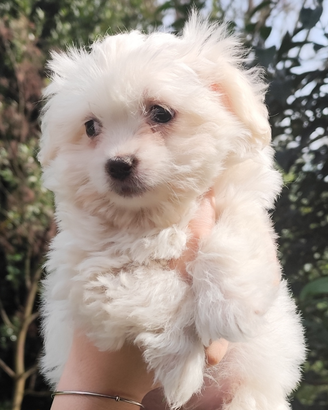 Cucciola Maltese