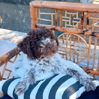 Cuccioli Lagotto Romagnolo