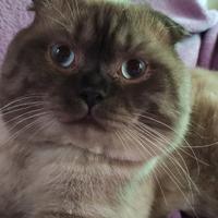 Gatto accoppiamento " Scottish Fold"