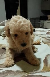 barboncino toy 