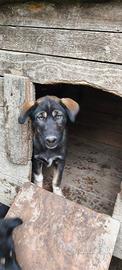 Cuccioli di Alaskan Husky
