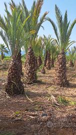 palme phoenix dactylifera 