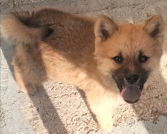Akita
