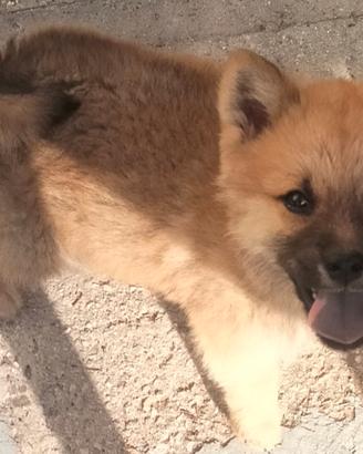 Akita