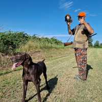 Kurzhaar Bracco Tedesco Monta