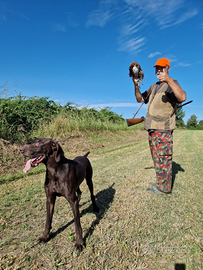 Kurzhaar Bracco Tedesco Monta