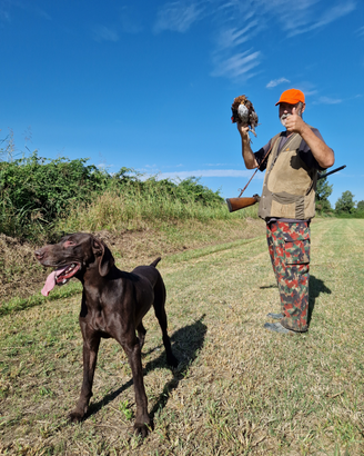 Kurzhaar Bracco Tedesco Monta