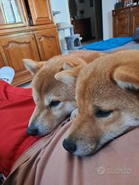 Cuccioli shiba inu