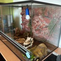 Teca rettili con sfondo 3d