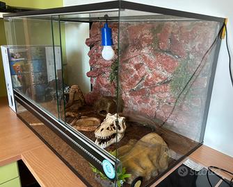 Teca rettili con sfondo 3d