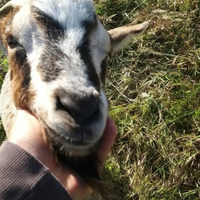 Caprette tibetane docili