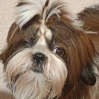 Cuccioli shih-tzu
