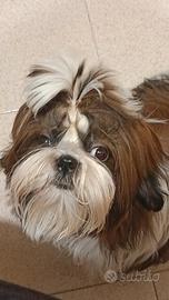 Cuccioli shih-tzu