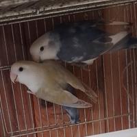 Inseparabili