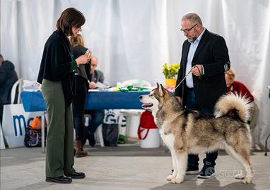 Alaskan malamute