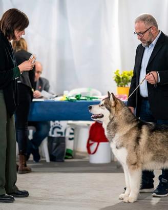 Alaskan malamute