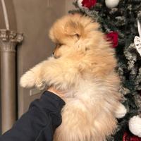 Spitz nano pedigree enci