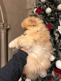 Spitz nano pedigree enci