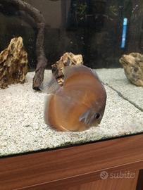 Discus