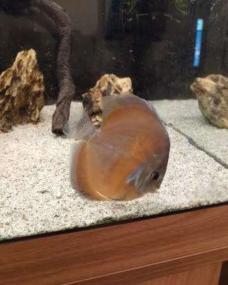 Discus