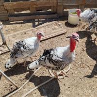 Galline varie razze e tacchini