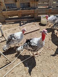 Galline varie razze e tacchini