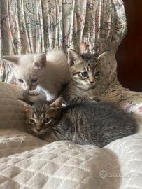 Gatto gatta gattino gattina con più di due mesi