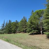 Terreno agricolo - pineta mq 10.000