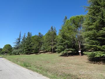 Terreno agricolo - pineta mq 10.000