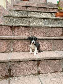 Jack russel terrier