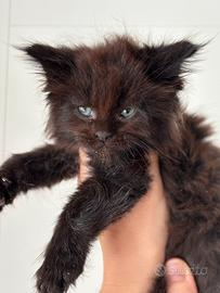 Maine Coon