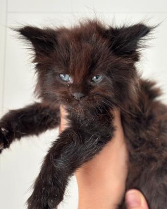 Maine Coon