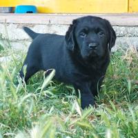 Labrador retriever cucciole nere