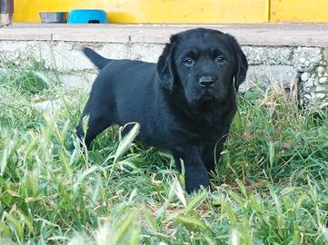 Labrador retriever cucciole nere