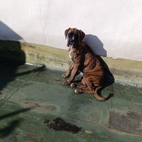 Cucciola di boxer tigrata femmina di 5 mesi