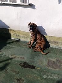 Cucciola di boxer tigrata femmina di 5 mesi