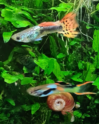 Guppy