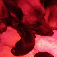 Cuccioli Pastore Tedesco a Pelo Corto