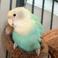 Inseparabili adorabili