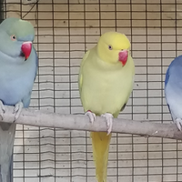 Parrocchetti dal collare di varie mutazioni e età