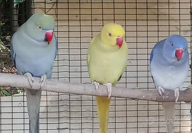 Parrocchetti dal collare di varie mutazioni e età