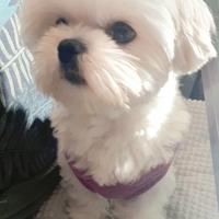 Maltese Stalloncino toy per Accoppiamento/Monta