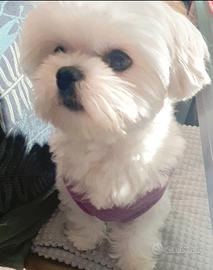 Maltese Stalloncino toy per Accoppiamento/Monta