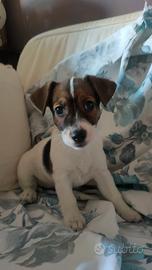 jack russel