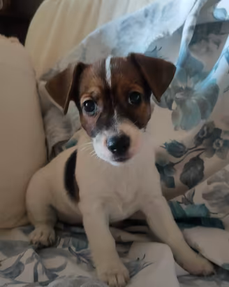 jack russel