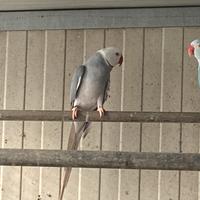 Parrocchetti dal collare maschi