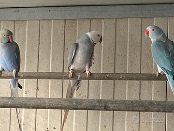 Parrocchetti dal collare maschi