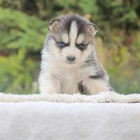 Cucciolo di Husky