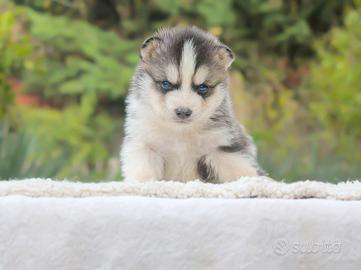 Cucciolo di Husky