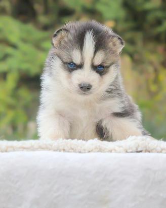 Cucciolo di Husky